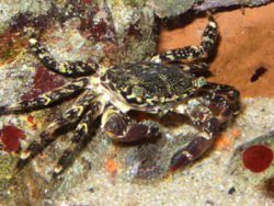 Pachygrapsus marmoratus.jpg