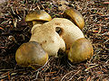 Boletus parasiticus on Scleroderma citrinum.jpg