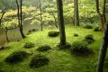 Moss garden-7.jpg