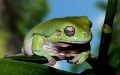 Litoria caerulea green.jpg