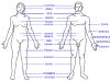 Human body features rus.jpg