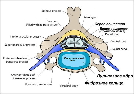 Восстанавливается ли межпозвоночный диск после операции