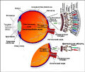 Schematiheskay diagrama the human+.jpg