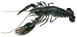 Native lobster.jpg