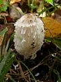 Coprinus1.JPG