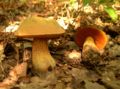 Boletus luridus 1.JPG