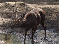 NSK-ZOO-deer.jpg