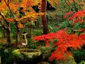 Moss garden-4.jpg