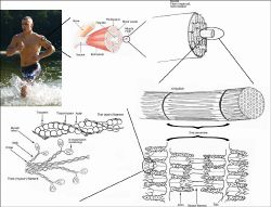 Skeletal muscle+.jpg