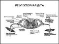 Миниатюра для версии от 10:22, 21 января 2017